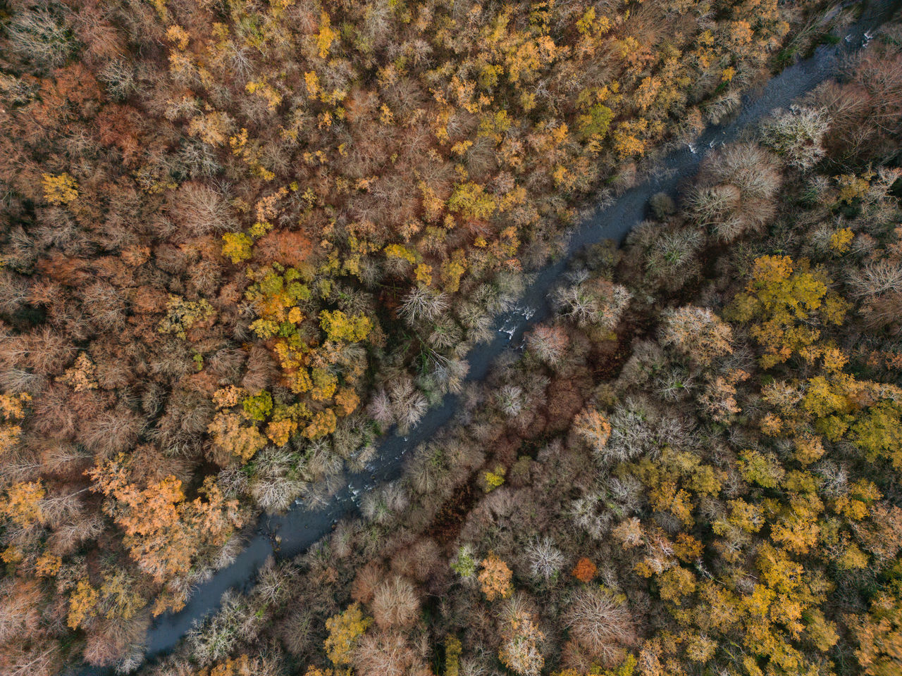 autumn, high angle view, day, no people, nature, leaf, beauty in nature, plant, full frame, growth, soil, yellow, tree, outdoors, backgrounds, flower, tranquility, land, sunlight, plant part, rock, field, close-up, textured, reef, scenics - nature, directly above