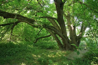 Trees growing in forest