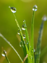 Close-up of water drops on grass during rainy season
