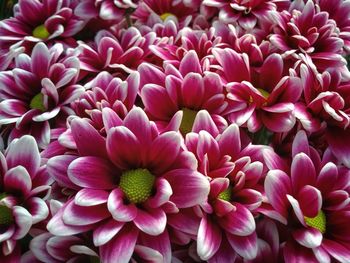 Close-up of pink dahlia flowers