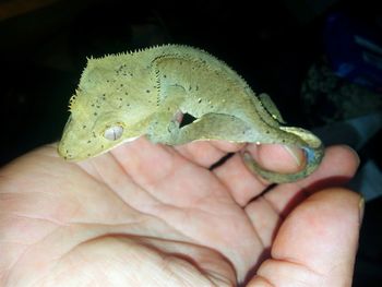 Close-up of hand holding leaf