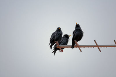 Low angle view of birds perching on cable against sky