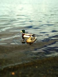 Close-up of duck swimming in lake