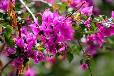 Close-up of fresh purple flowers blooming on tree