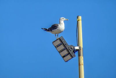 Low angle view of seagull perching on light post against clear sky