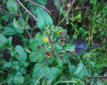 Close-up of insect perching on plant