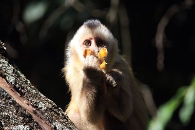 Close-up of monkey