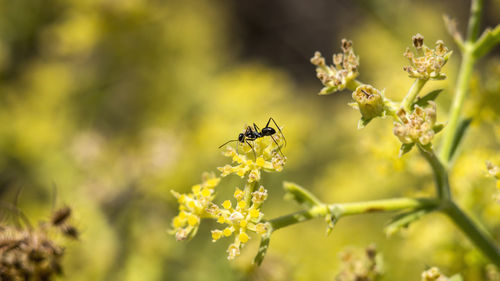 Close-up of bee pollinating on flower