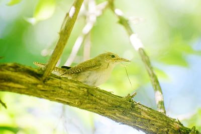 Low angle view of a bird perching on branch