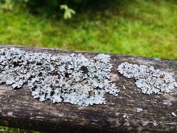 Close-up of lichen on wood