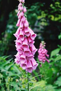 Close-up of pink flowers