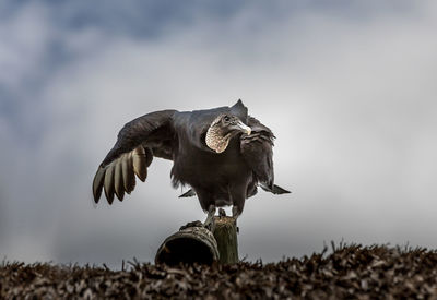 Vulture ready to take off