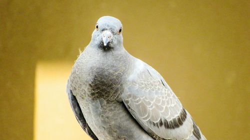 Close-up of bird perching outdoors