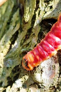 Close-up of insect on tree trunk