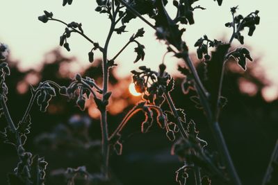 Close-up of plants against blurred background