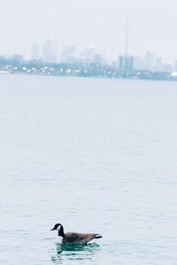 Seagull flying over water