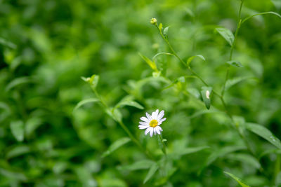 Close-up of flowering plant