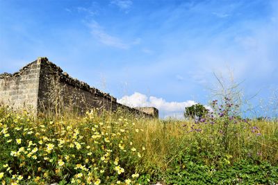 Scenic view of flowering plants on field against sky