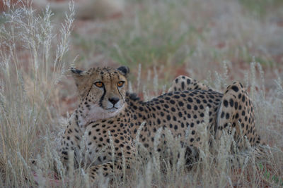 Portrait of cheetah