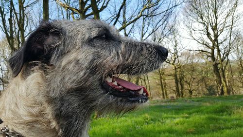 Side view of irish wolfhound in forest