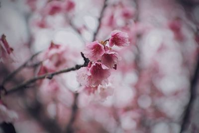 Close-up of pink cherry blossom