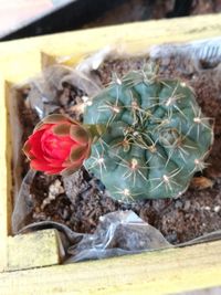 High angle view of potted cactus flower pot