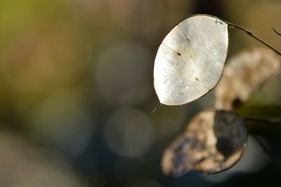 Close up of leaf