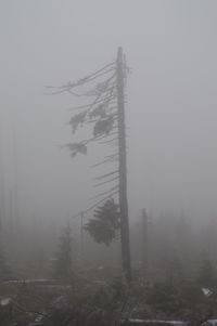 Trees on landscape against sky during foggy weather