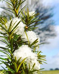 Close-up of pine tree during winter