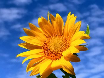 Close-up of sunflower against sky