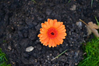 Close-up of yellow flower