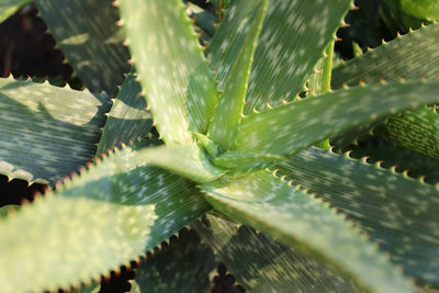 Full frame shot of succulent plant leaves