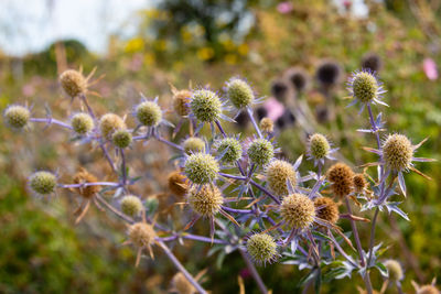 Close-up of flowering plants on field