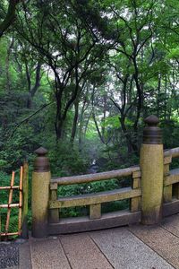 Footpath in park