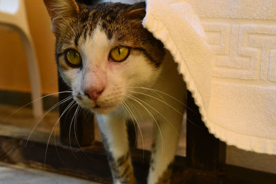 Close-up portrait of cat standing under table