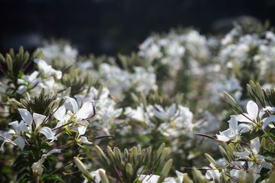 Close-up of white flowering plant