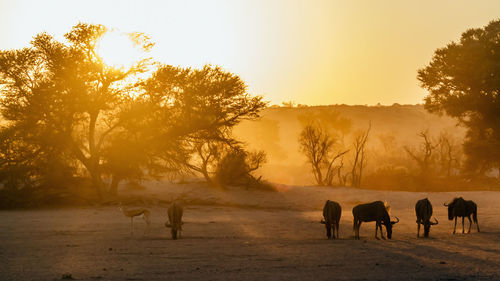 People walking on field against sky during sunset