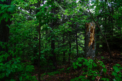 Trees in forest