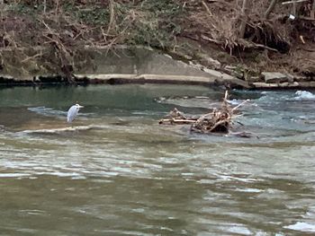 Birds in a lake