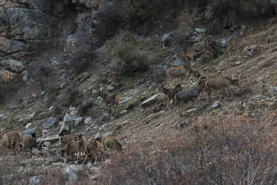 Deer at forest