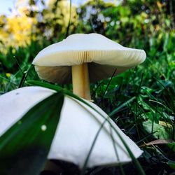 Close-up of mushroom growing on grassy field