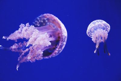 Close-up of jellyfish against blue background