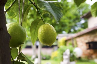 Close-up of fruits on tree