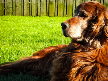 Close-up of a dog on field