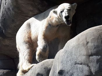 View of sheep in zoo