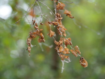 Close-up of red flowering plant