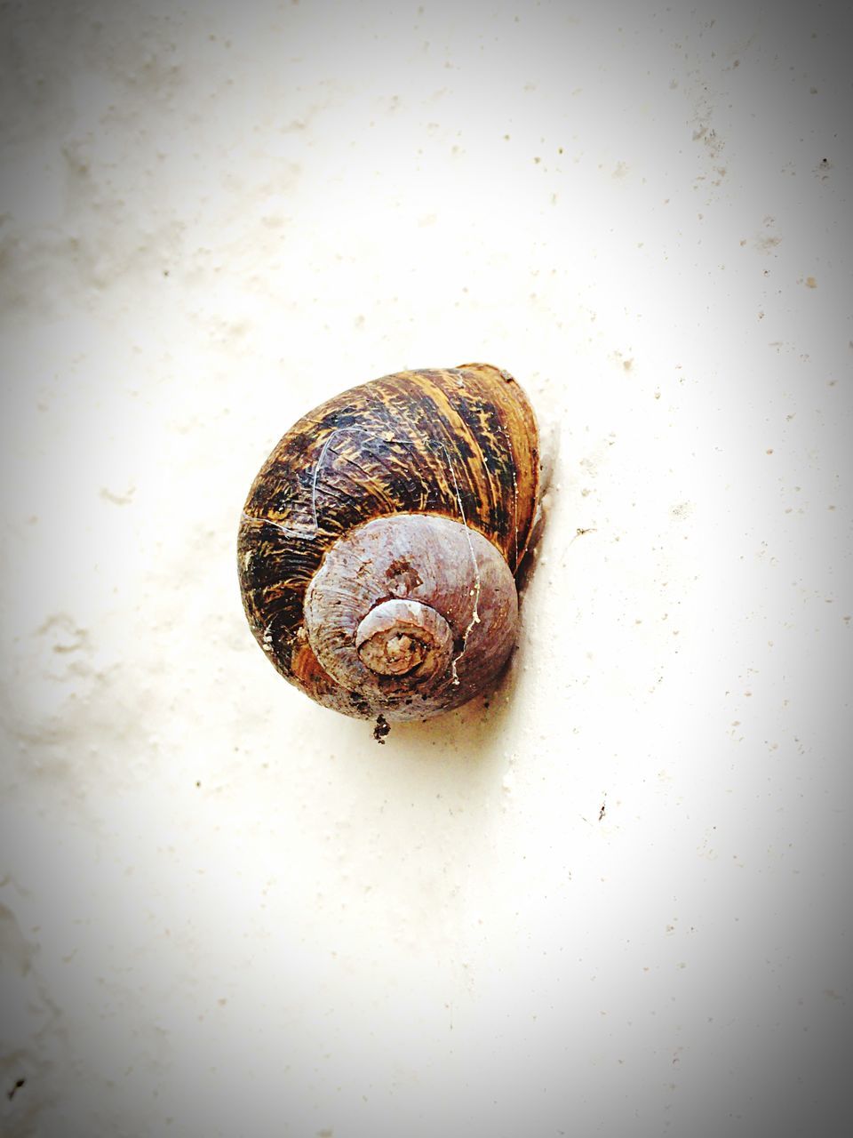 snail, animal shell, close-up, animal themes, one animal, wildlife, textured, animals in the wild, pattern, brown, shell, indoors, natural pattern, mollusk, no people, single object, wall - building feature, selective focus, day, full frame