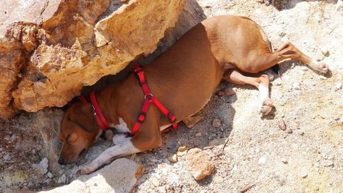 High angle view of dog on rock