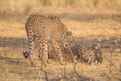 View of a cat on land