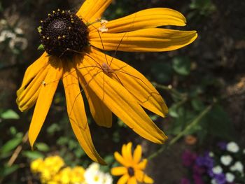 Close-up of yellow flower